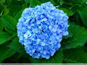 Hortensia azul