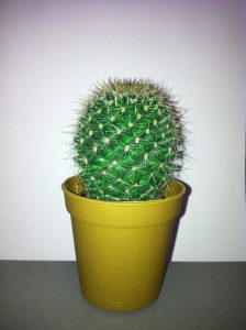 cactus_03