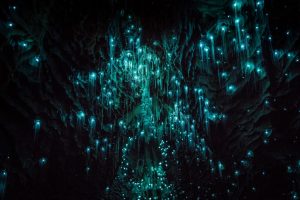 Cueva Waitomo_04