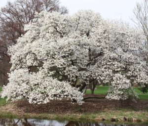 magnolia_kobus_borealis